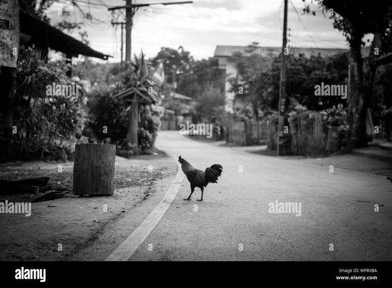 Netherlands - chicken road
